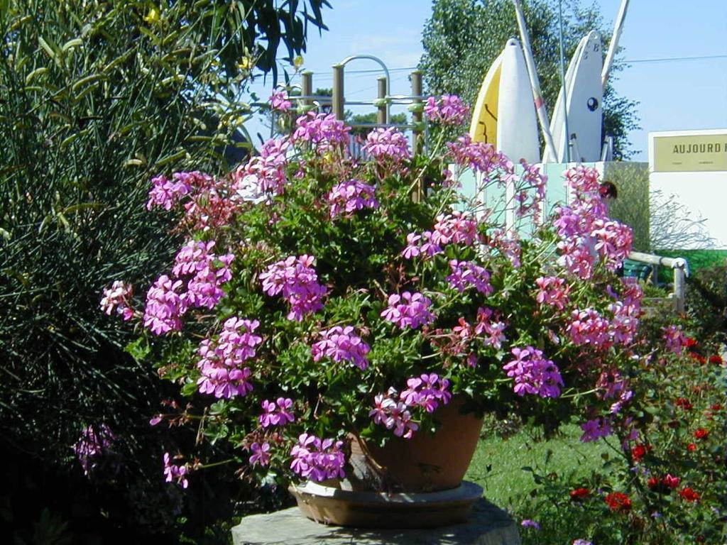 Camping De La Baie Hotel La Trinite-sur-Mer Bagian luar foto